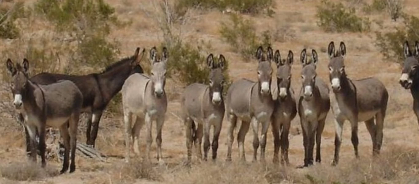 Λάρισα: 40χρονος κατηγορείται πως κακοποιούσε μουλάρια - Οδηγήθηκε στον εισαγγελέα